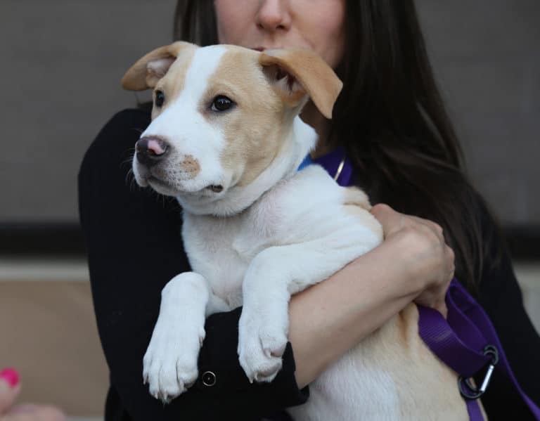 Dog shelter volunteer