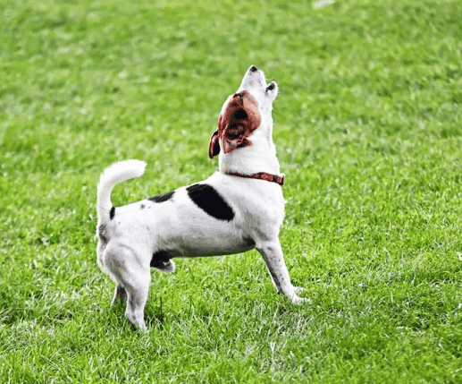 Dog barking behavior