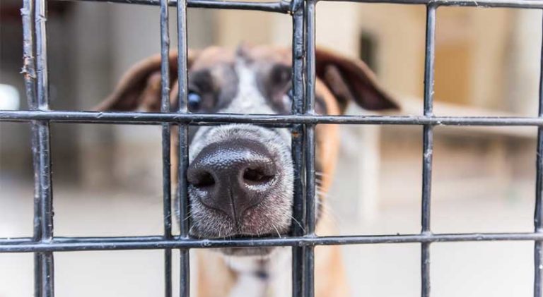 dog with nose in fence