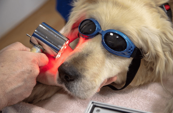 Pet health fair and blood drive