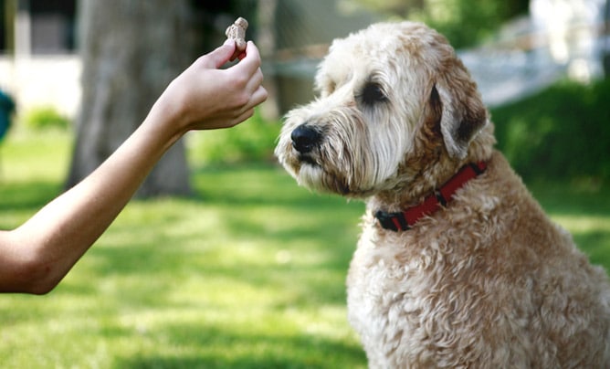 positive reinforcement dog training