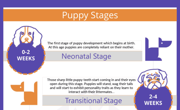 puppy development stages