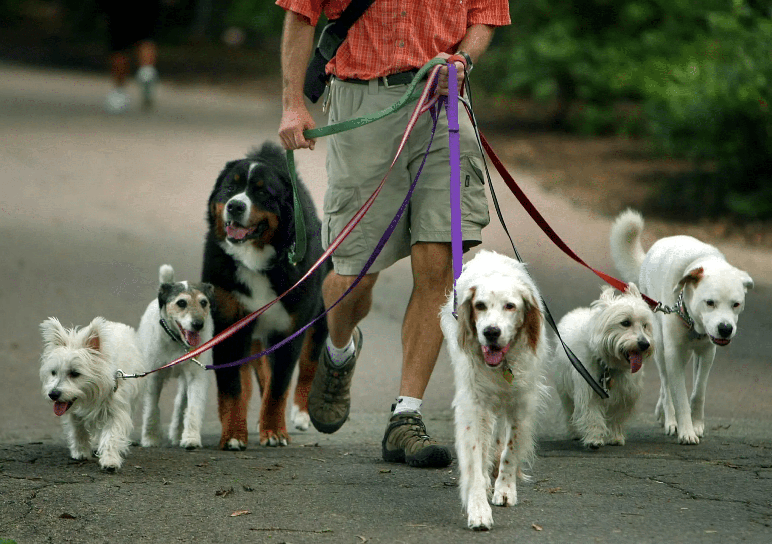 Understanding No Kill Animal Shelters: A Comprehensive Guide - Barx ...